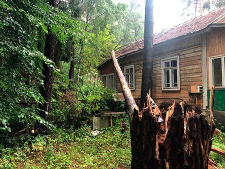 Удаление аварийных деревьев в Московской области